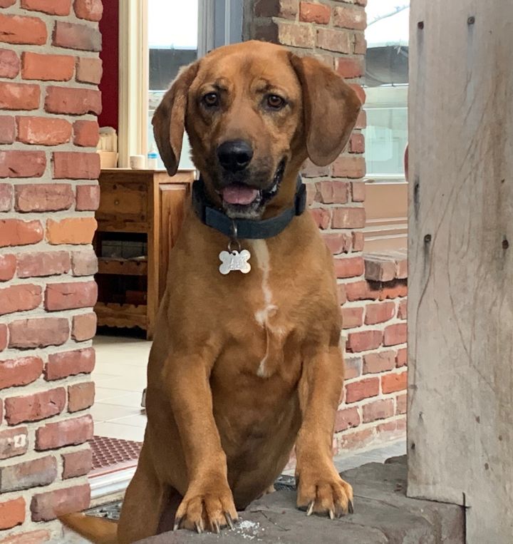 Dog For Adoption Handsome Nello A Rhodesian Ridgeback Basset Hound Mix In Burbank Ca Petfinder