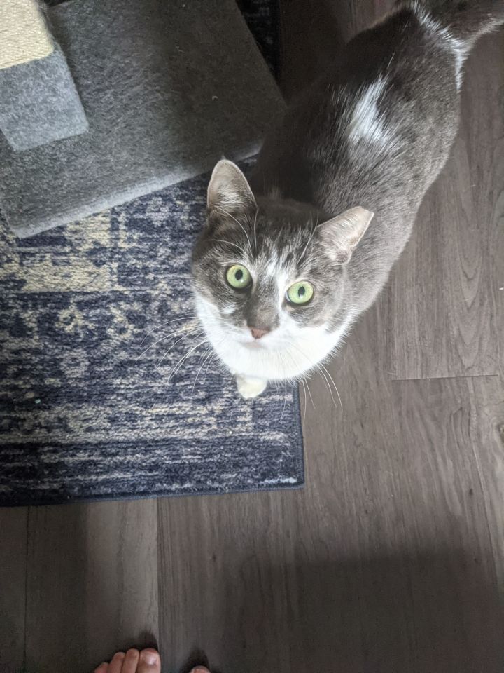 Cat for adoption - Wawa, a Domestic Short Hair in Philadelphia, PA