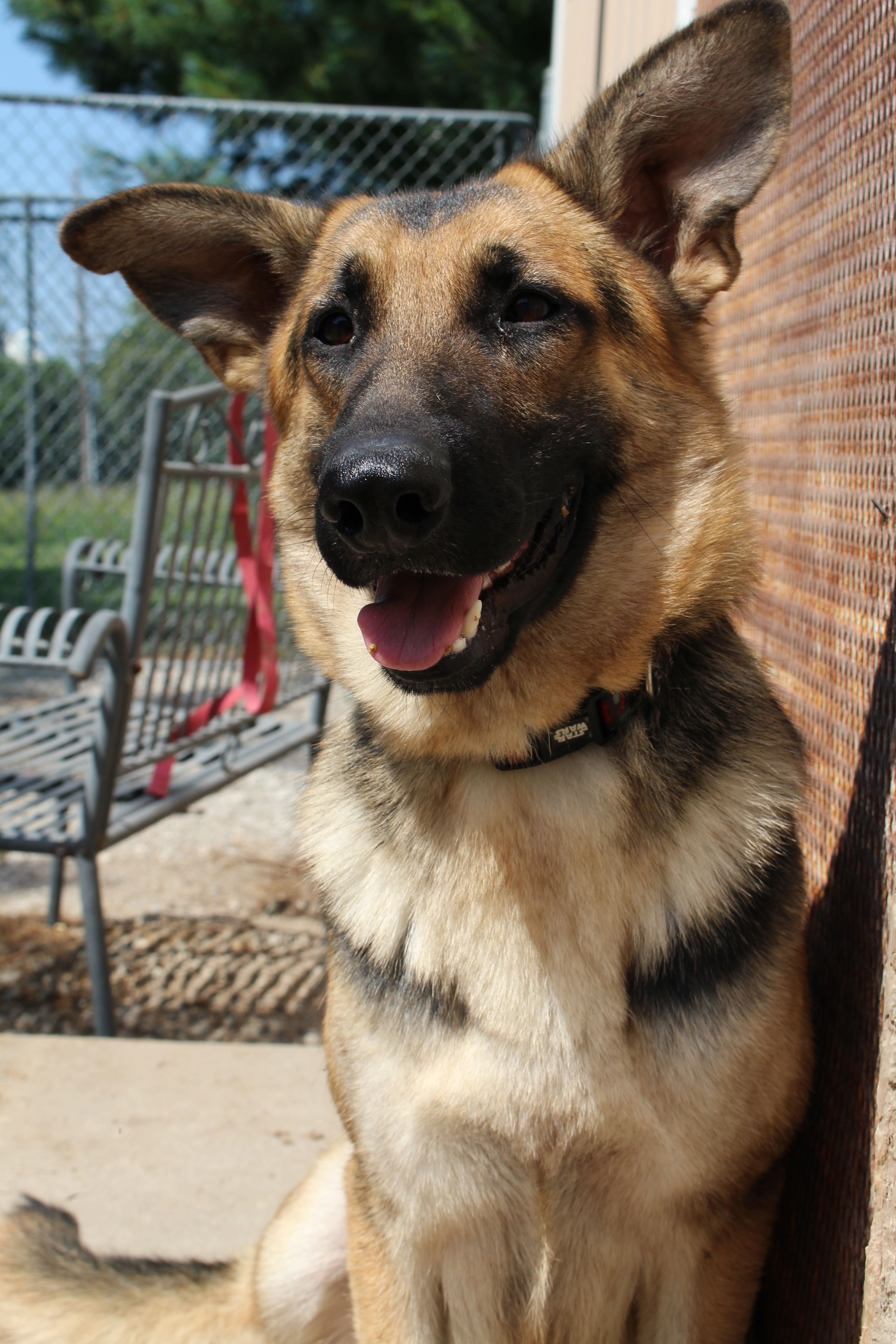 Oakley, an adoptable German Shepherd Dog in Easton, IL, 62633 | Photo Image 2