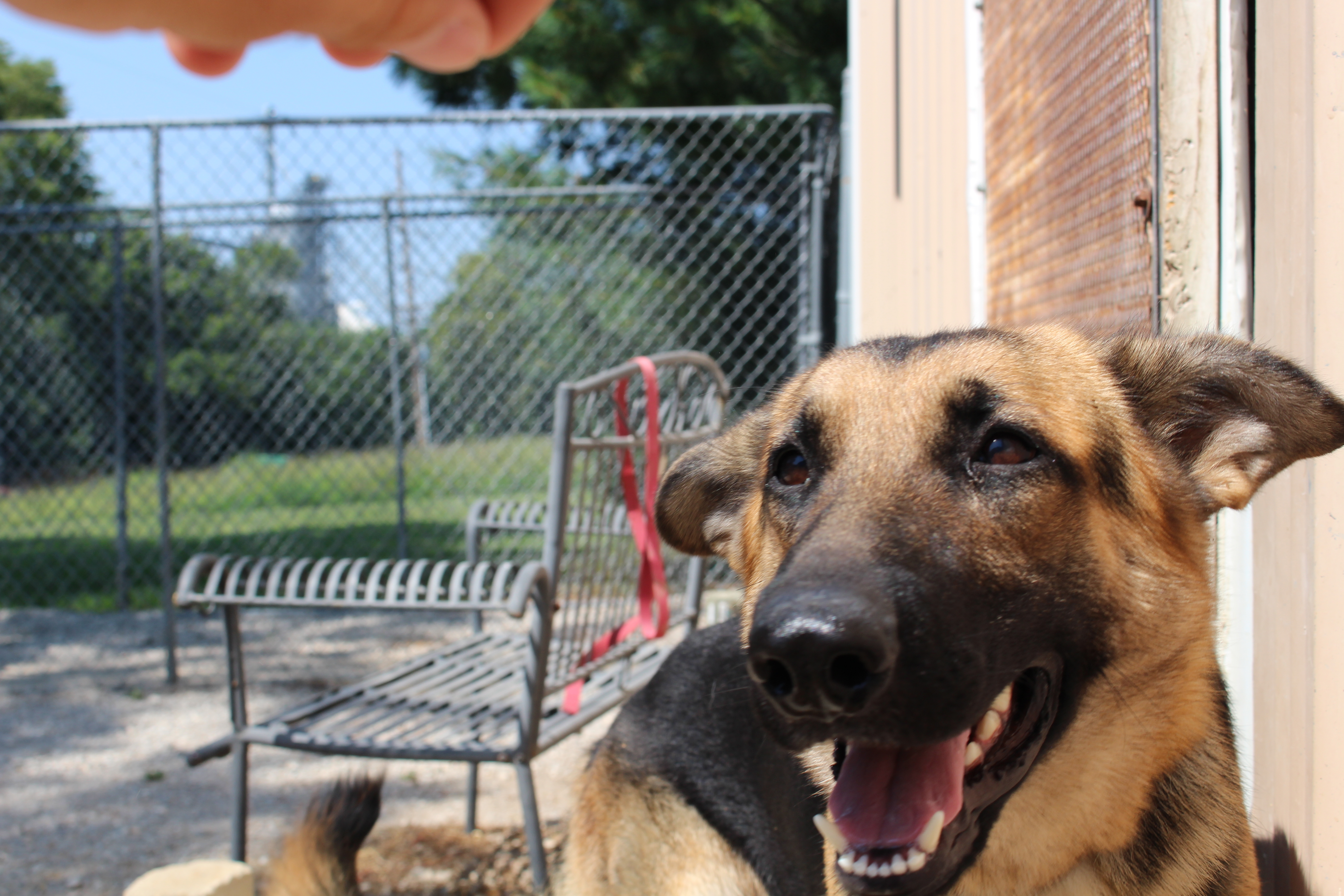 Oakley, an adoptable German Shepherd Dog in Easton, IL, 62633 | Photo Image 3