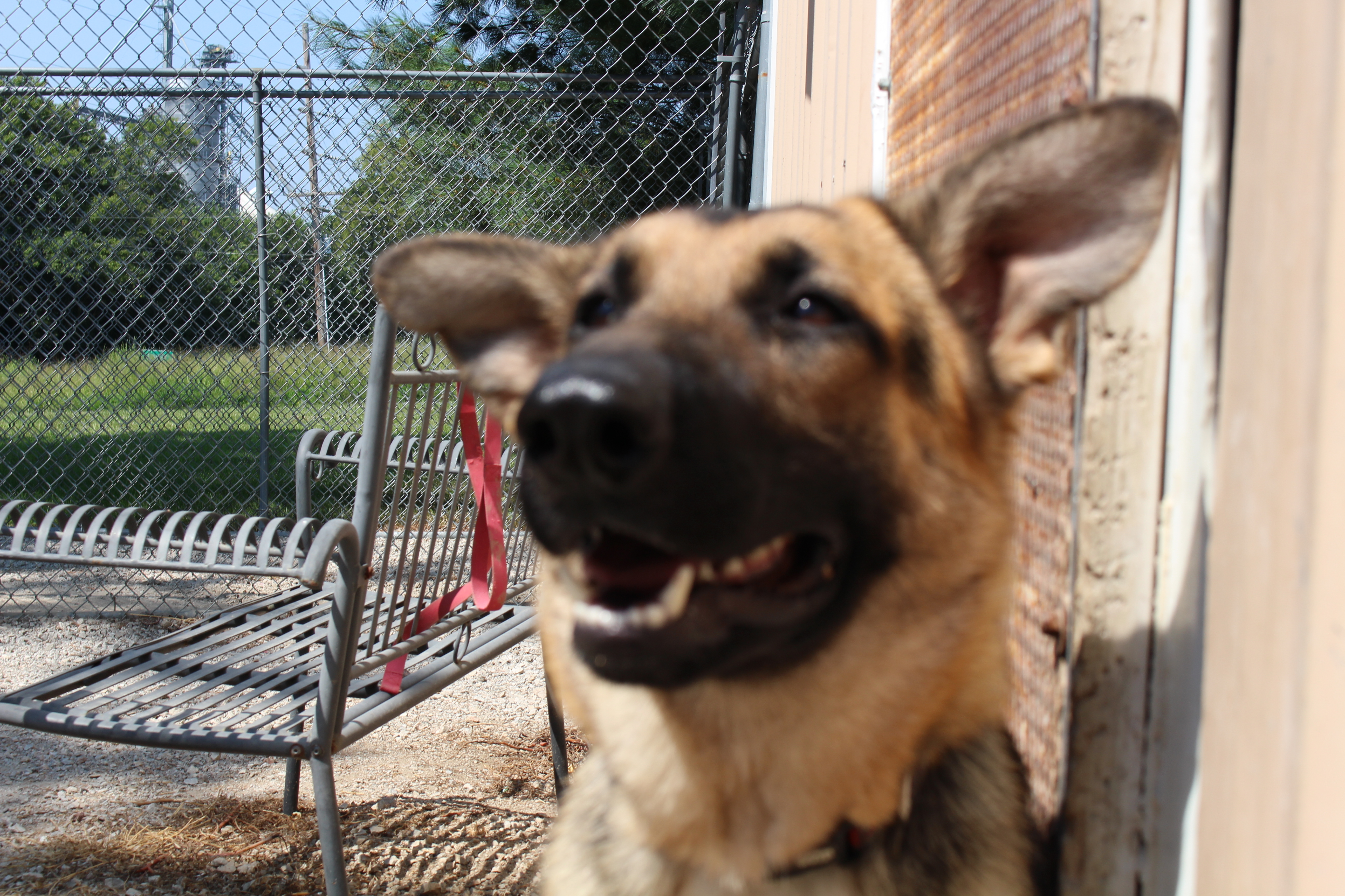 Oakley, an adoptable German Shepherd Dog in Easton, IL, 62633 | Photo Image 4