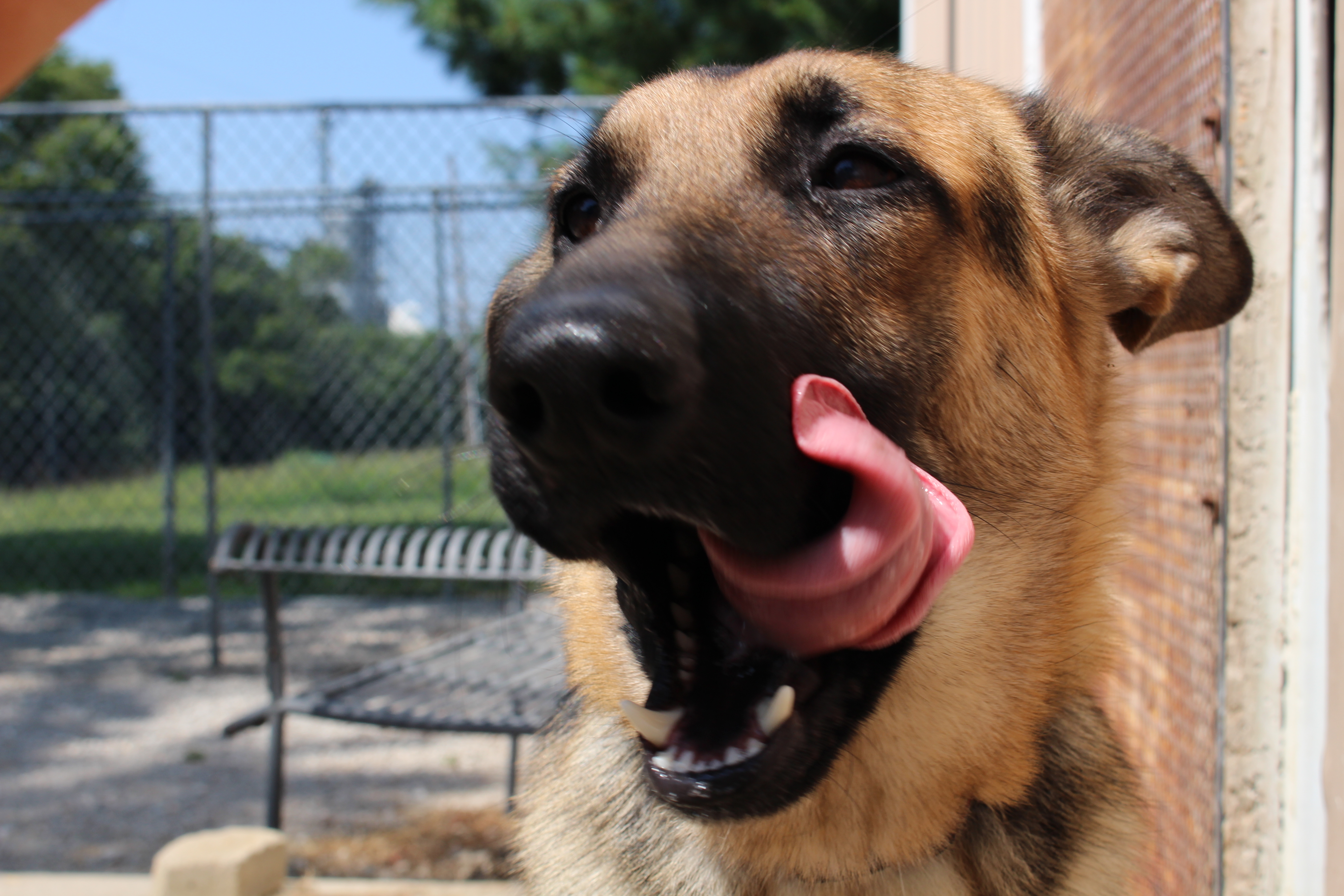 Oakley, an adoptable German Shepherd Dog in Easton, IL, 62633 | Photo Image 5