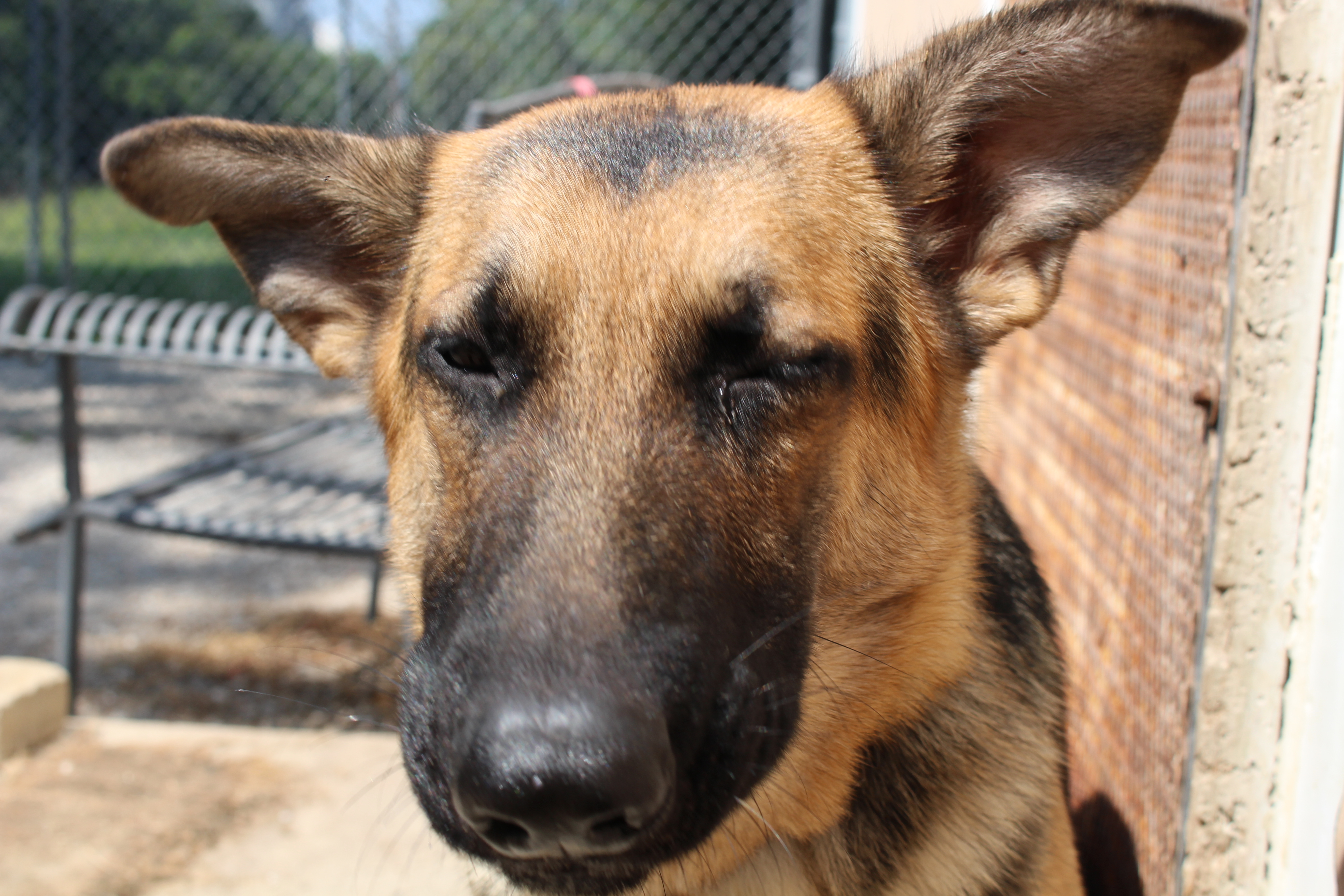 Oakley, an adoptable German Shepherd Dog in Easton, IL, 62633 | Photo Image 6