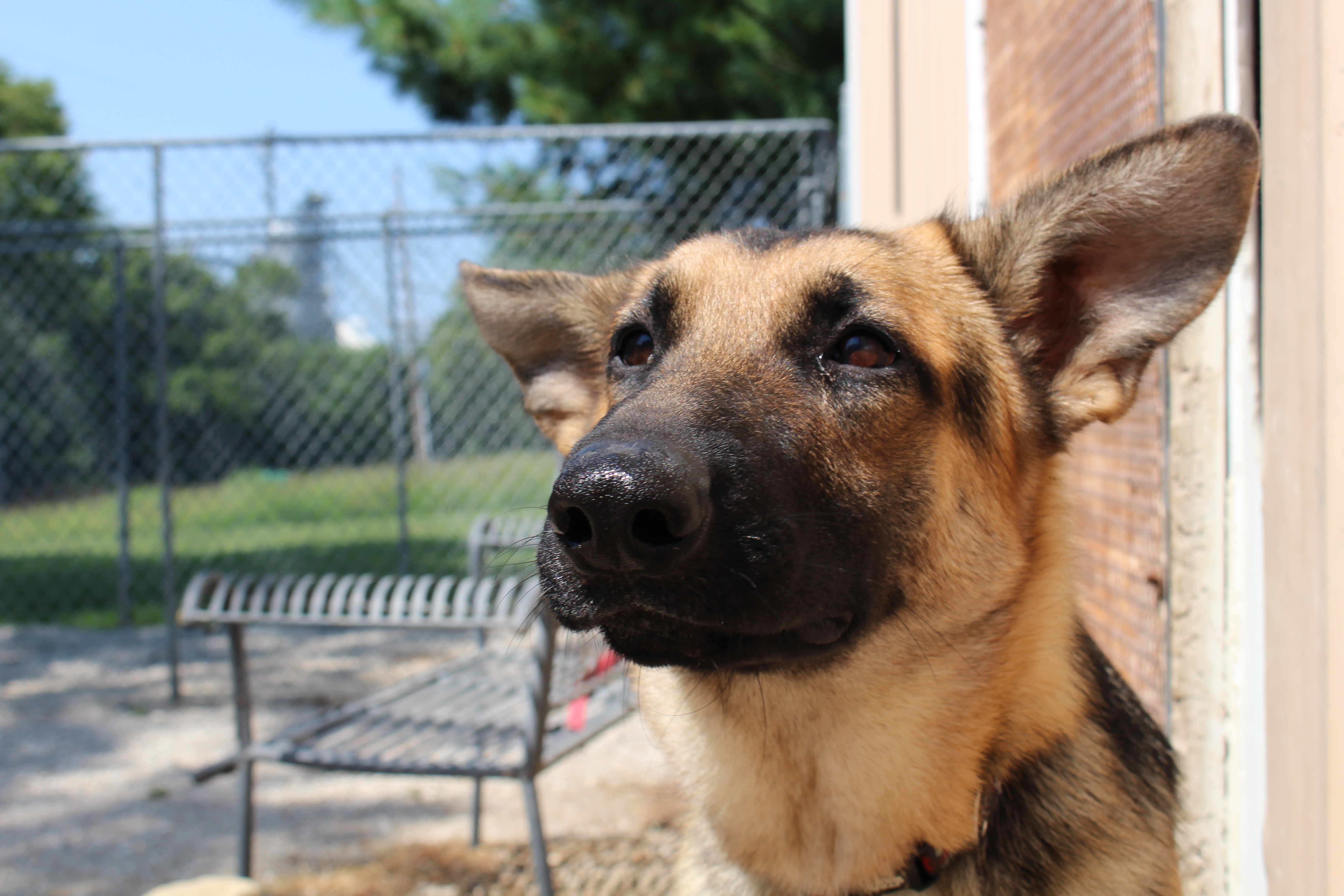 Oakley, an adoptable German Shepherd Dog in Easton, IL, 62633 | Photo Image 1
