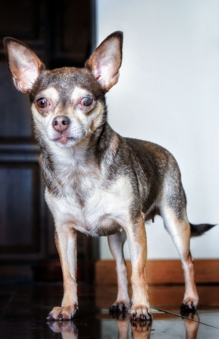 Sydney, an adopted Chihuahua Mix in New York, NY_image-4