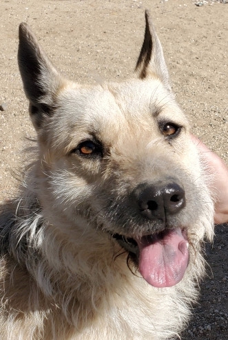 Maka - Foster or Adopt Me!, an adoptable Airedale Terrier, German Shepherd Dog in Anaheim, CA, 92801 | Photo Image 1