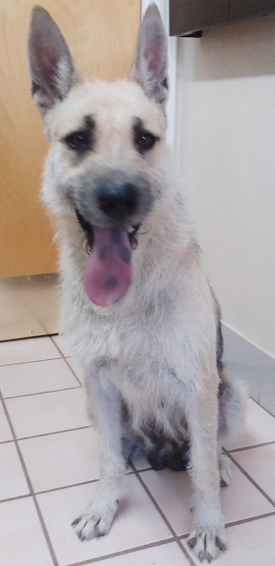 Maka - Foster or Adopt Me!, an adoptable Airedale Terrier, German Shepherd Dog in Anaheim, CA, 92801 | Photo Image 3