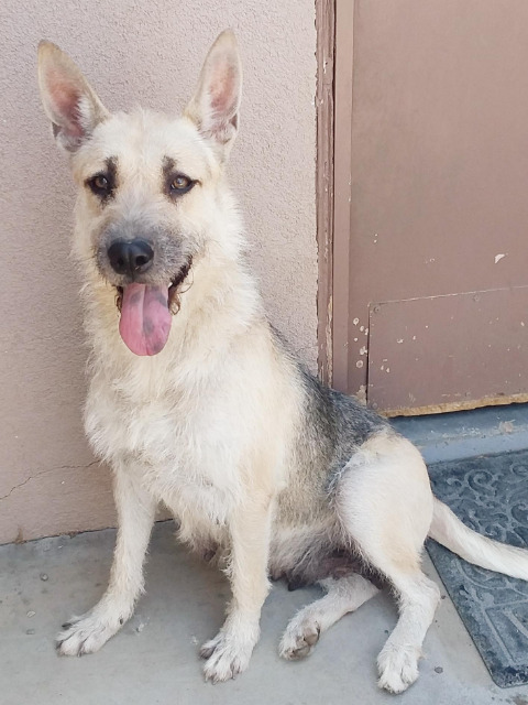 Maka - Foster or Adopt Me!, an adoptable Airedale Terrier, German Shepherd Dog in Anaheim, CA, 92801 | Photo Image 4