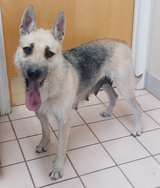 Maka - Foster or Adopt Me!, an adoptable Airedale Terrier, German Shepherd Dog in Anaheim, CA, 92801 | Photo Image 6