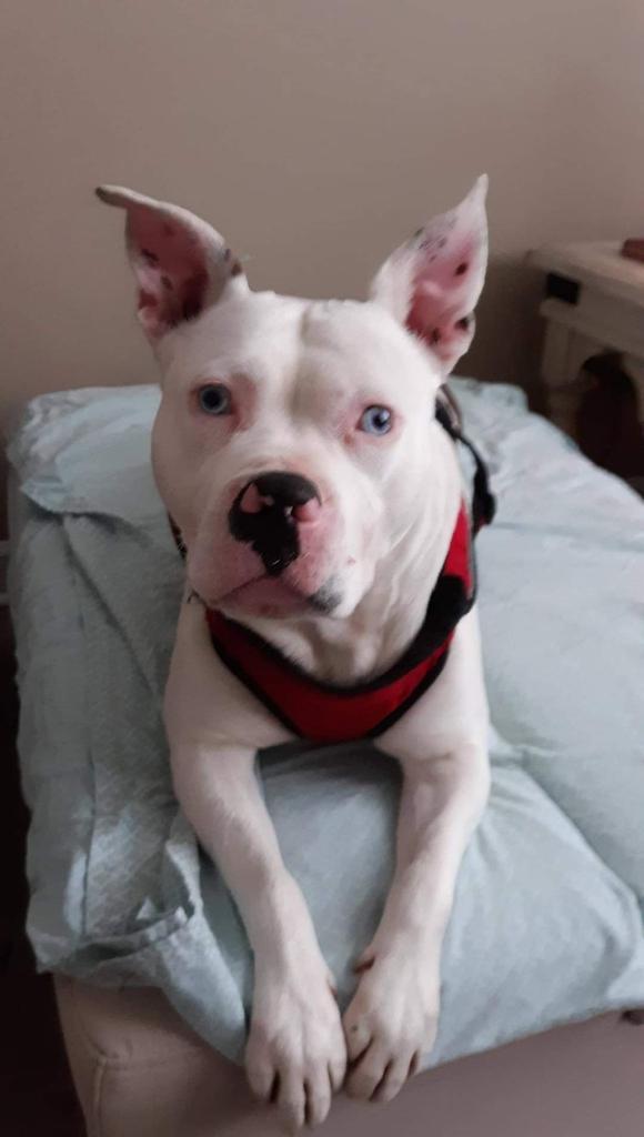 Dog for adoption - Aspen, an American Bulldog & Pit Bull Terrier Mix in