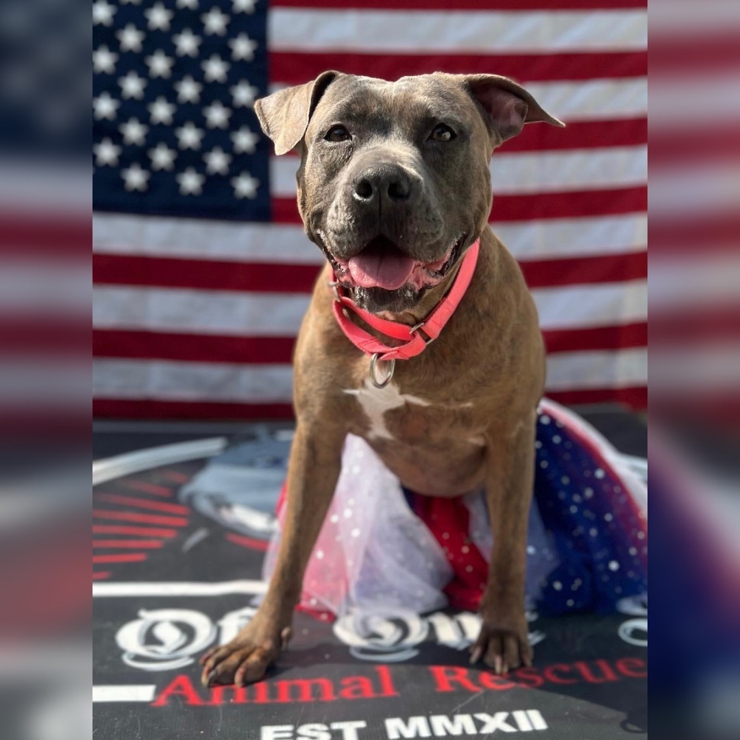Roxy, an adoptable American Staffordshire Terrier in Levittown, NY, 11756 | Photo Image 3