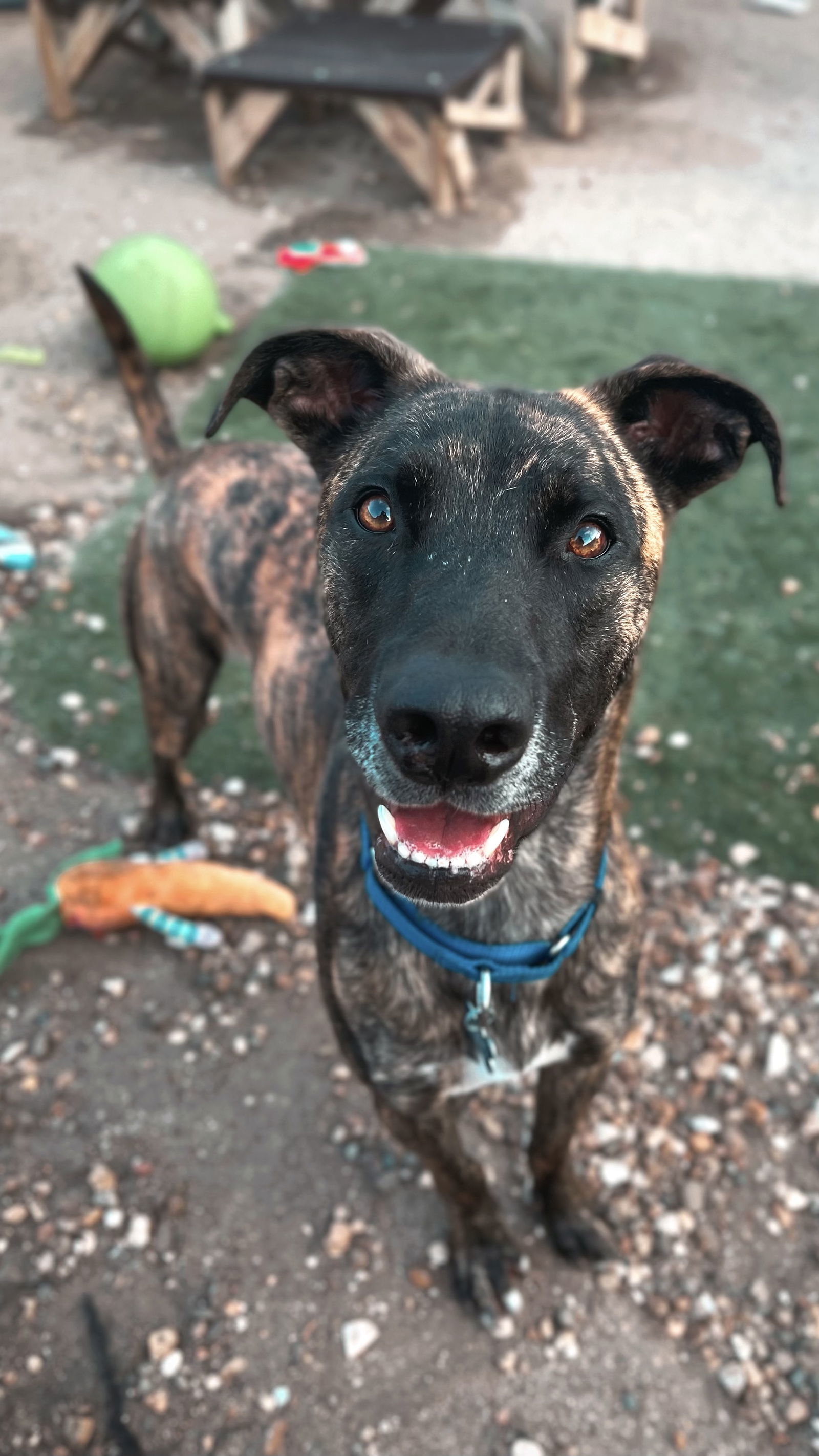 Tiger, an adoptable Belgian Shepherd / Malinois, Mountain Cur in Cedar Rapids, IA, 52405 | Photo Image 1