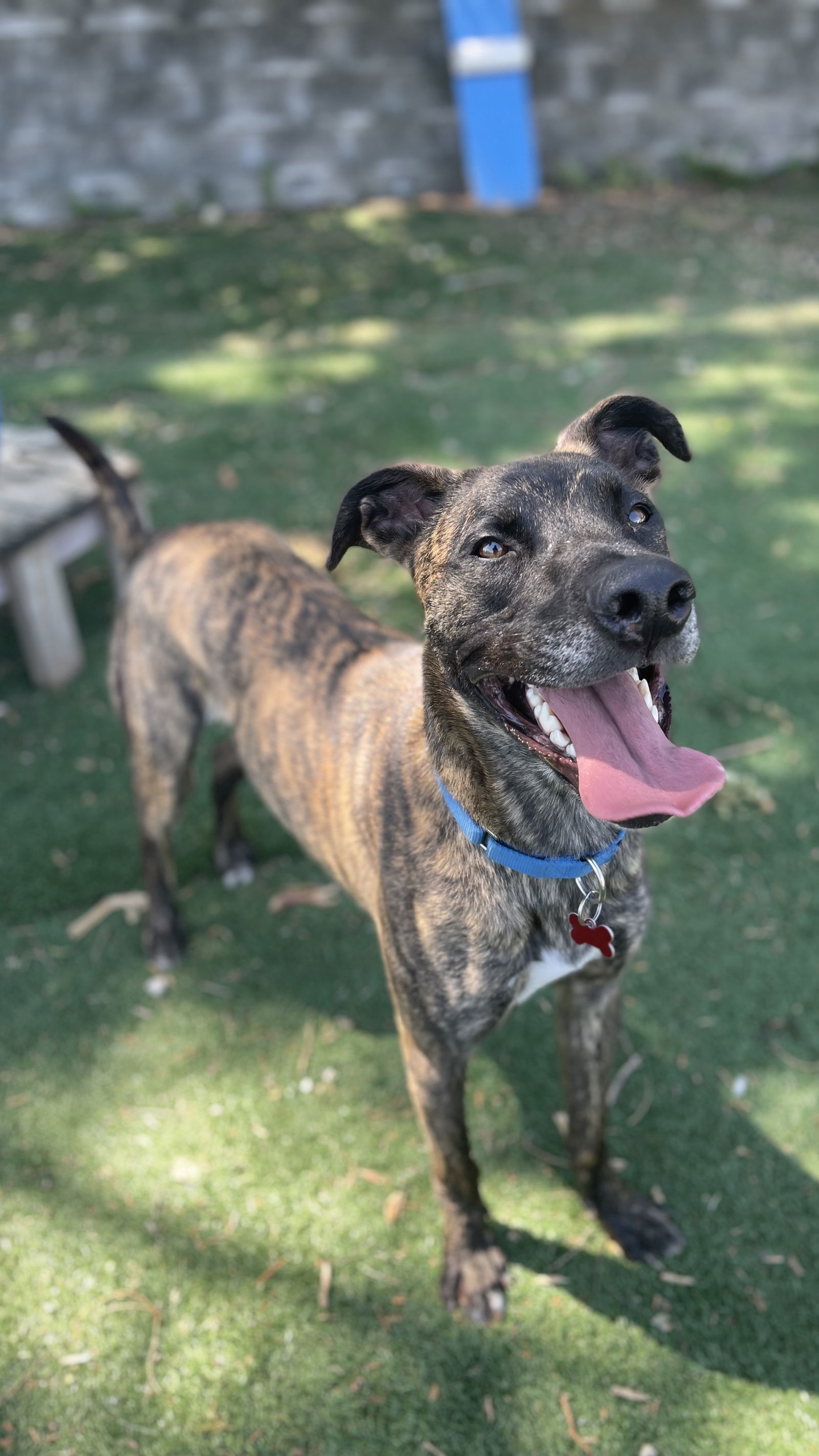 Tiger, an adoptable Belgian Shepherd / Malinois, Mountain Cur in Cedar Rapids, IA, 52405 | Photo Image 2