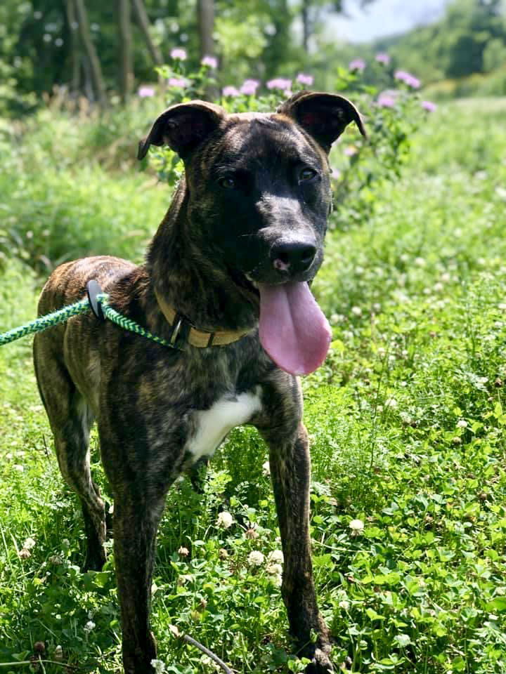 Tiger, an adoptable Belgian Shepherd / Malinois, Mountain Cur in Cedar Rapids, IA, 52405 | Photo Image 3