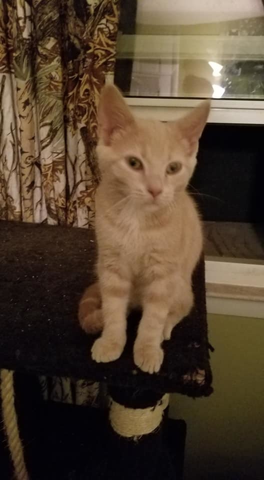 Cat For Adoption Prince Charming A Domestic Short Hair In Harrisburg Pa Petfinder