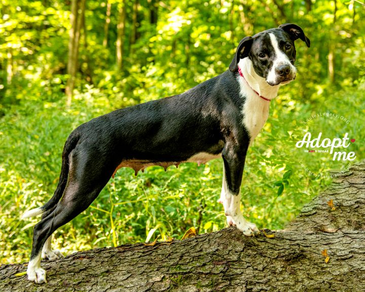 Clue, an adopted Pointer Mix in Cincinnati, OH_image-3