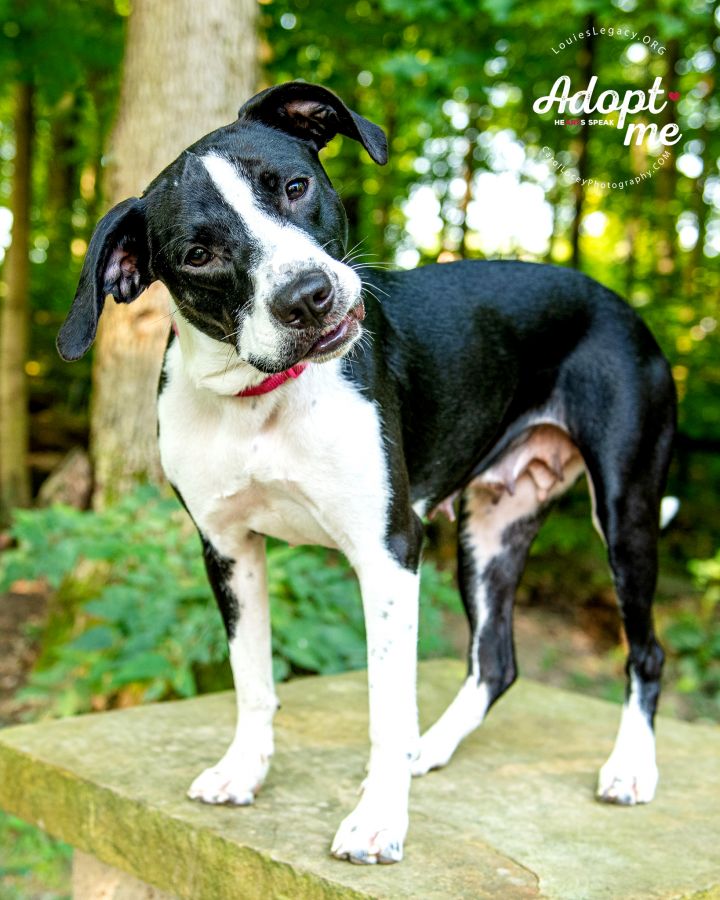 Clue, an adopted Pointer Mix in Cincinnati, OH_image-5