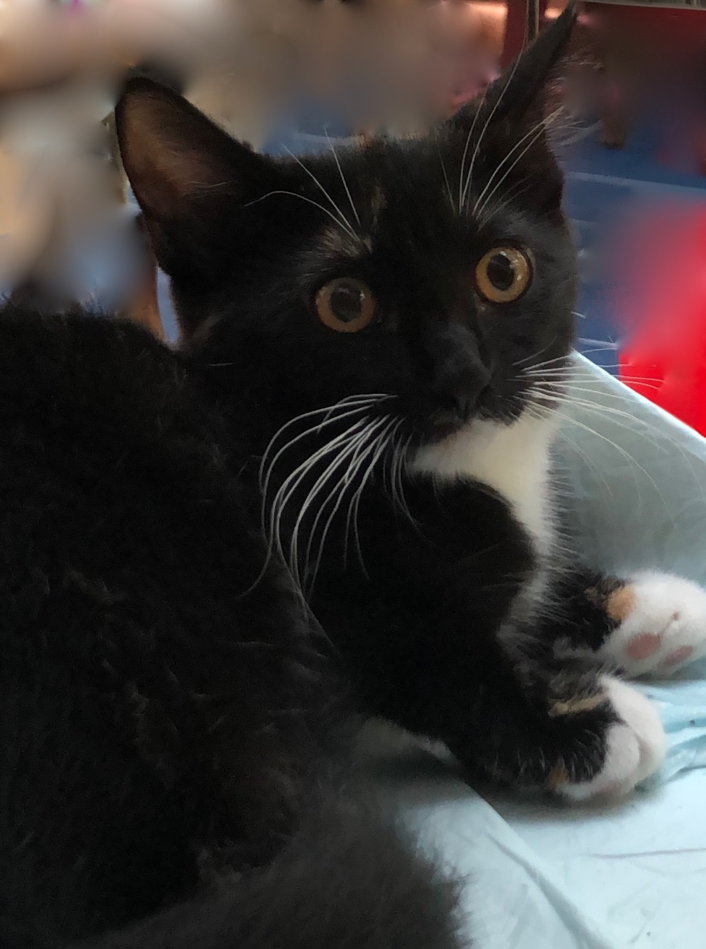 Louie - mellow lap cat!, an adoptable Domestic Short Hair, Tabby in Durham, CT, 06422 | Photo Image 5