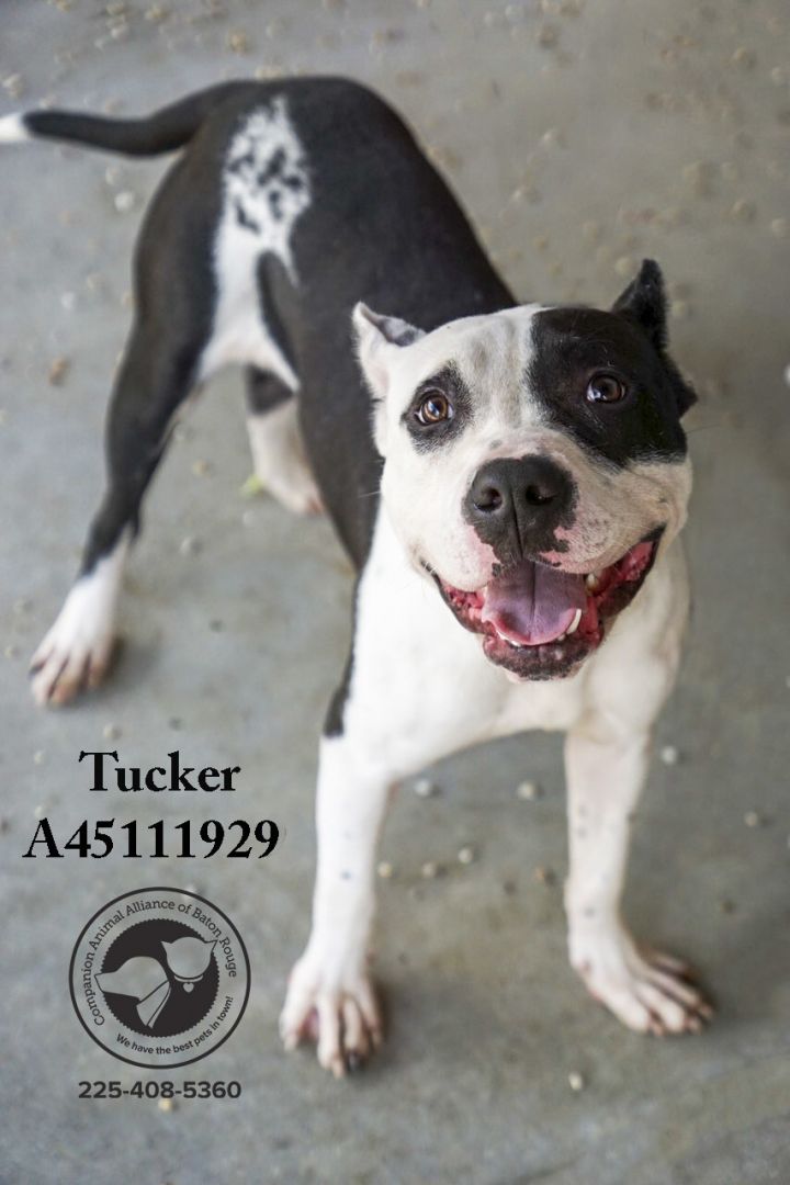 Tucker, an adopted Pit Bull Terrier in Baton Rouge, LA_image-1
