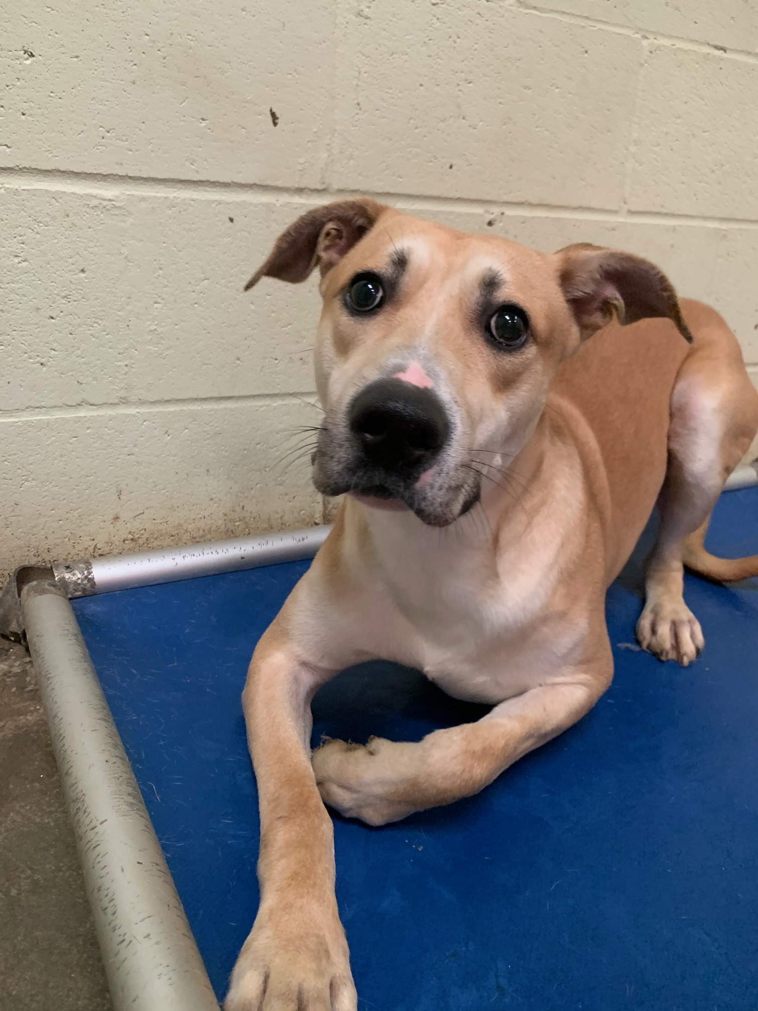 Bagel, an adoptable Labrador Retriever, Shepherd in Jackson, MS, 39213 | Photo Image 1