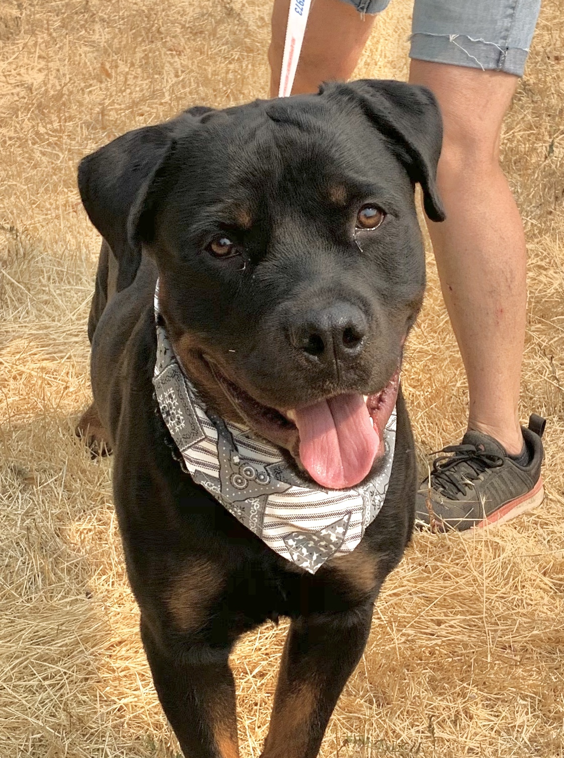 can a american pit bull terrier and a rottweiler be friends