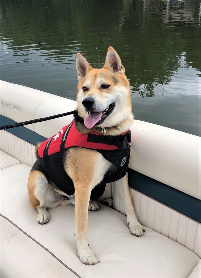 Cisko, an adoptable Shiba Inu Mix in Lake Odessa, MI