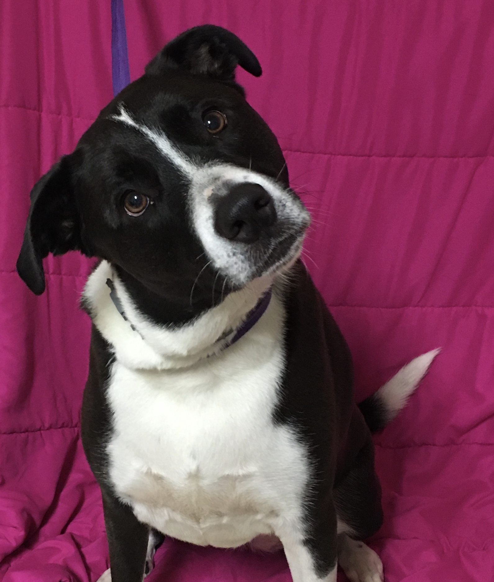 Haley, an adoptable Border Collie, Great Pyrenees in Loudon, TN, 37774 | Photo Image 1