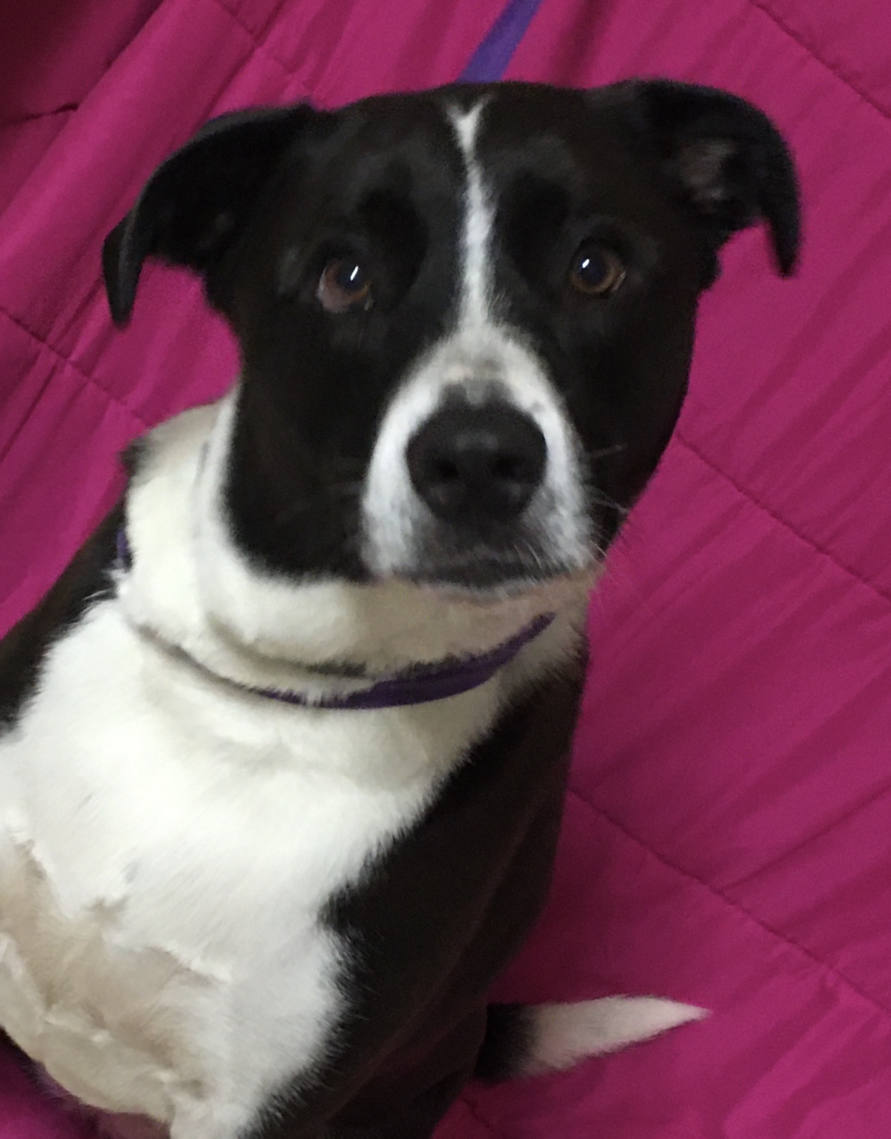 Haley, an adoptable Border Collie, Great Pyrenees in Loudon, TN, 37774 | Photo Image 2