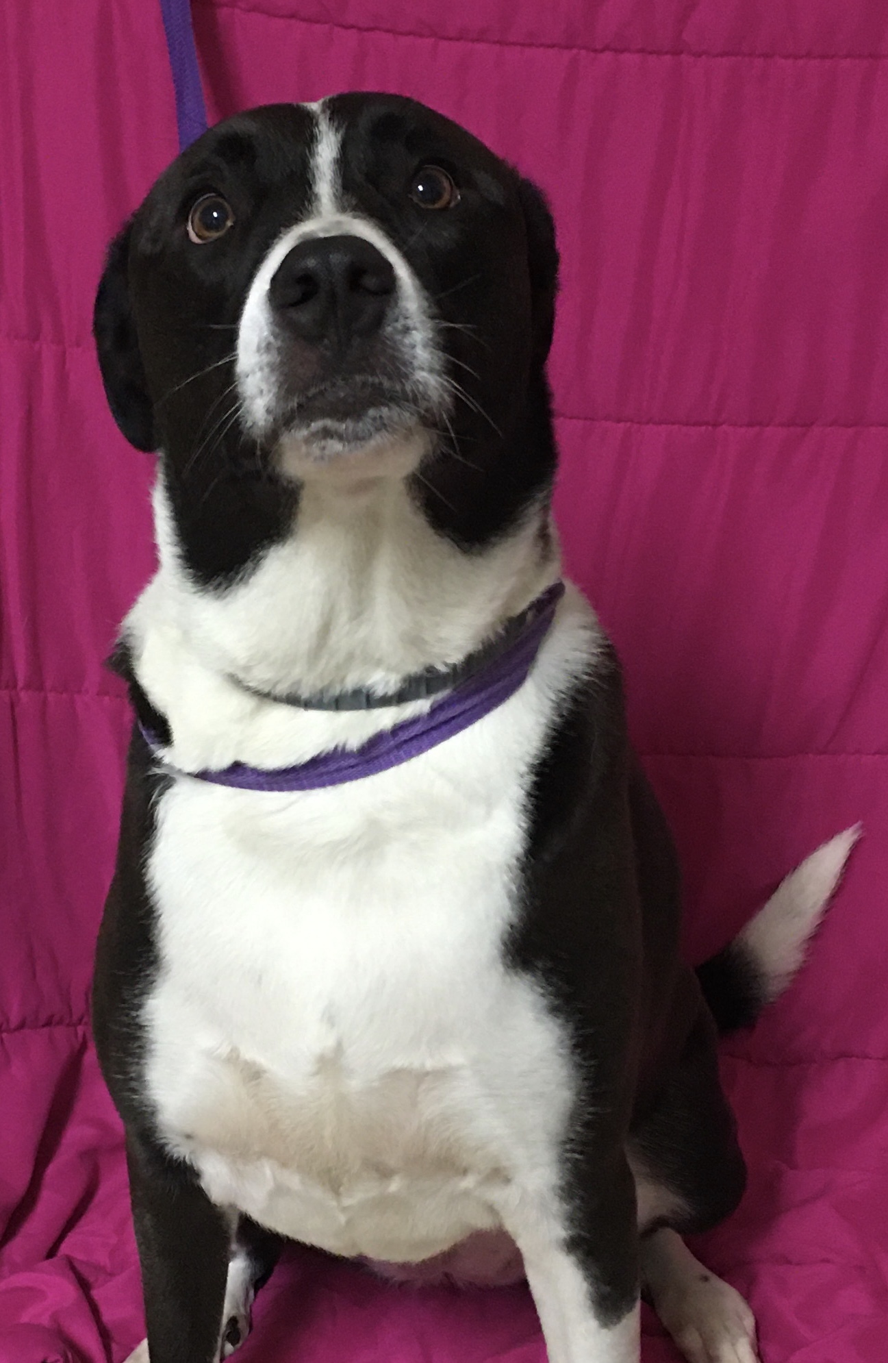 Haley, an adoptable Border Collie, Great Pyrenees in Loudon, TN, 37774 | Photo Image 3