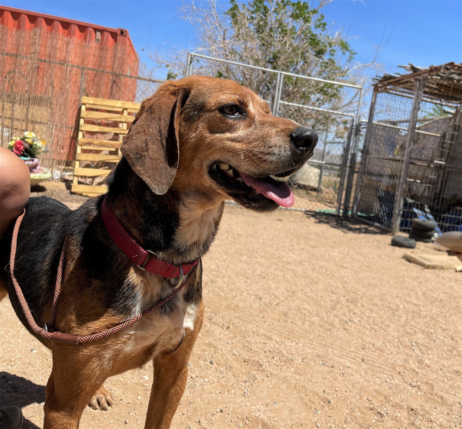 Laney -, an adoptable Coonhound, Treeing Walker Coonhound in Apple Valley, CA, 92307 | Photo Image 1