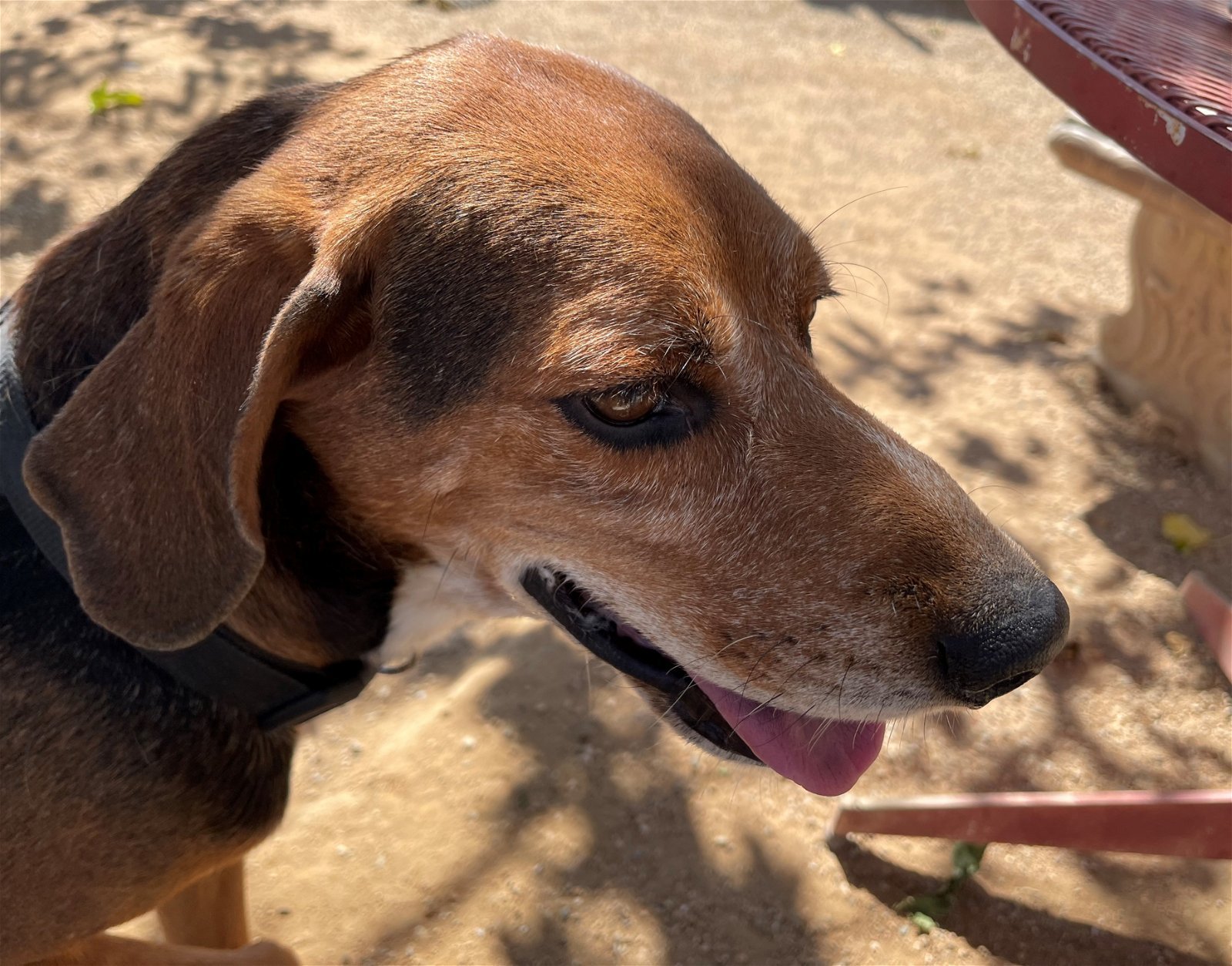 Laney -, an adoptable Coonhound, Treeing Walker Coonhound in Apple Valley, CA, 92307 | Photo Image 2