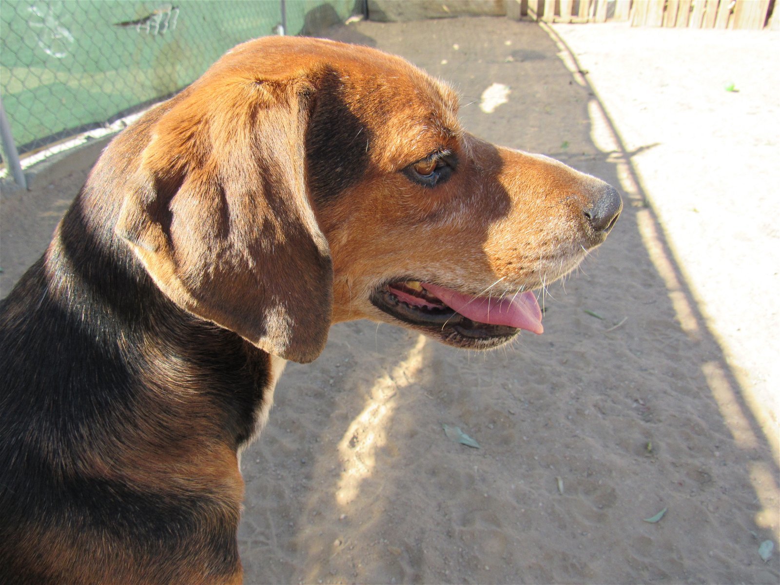 Laney -, an adoptable Coonhound, Treeing Walker Coonhound in Apple Valley, CA, 92307 | Photo Image 3