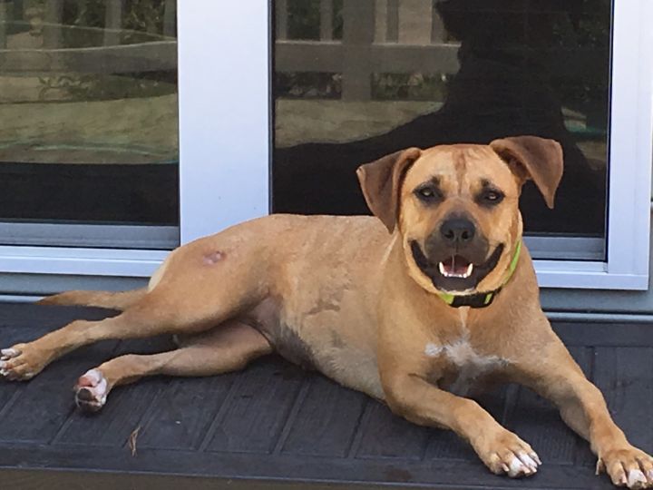 dog for adoption misty a black mouth cur pit bull terrier mix in chesapeake va petfinder black mouth cur pit bull terrier mix