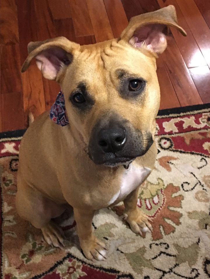 Is A Black Mouth Cur The Same As A Pitbull