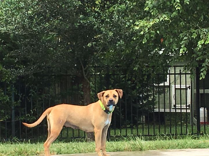 dog for adoption misty a black mouth cur pit bull terrier mix in chesapeake va petfinder black mouth cur pit bull terrier mix