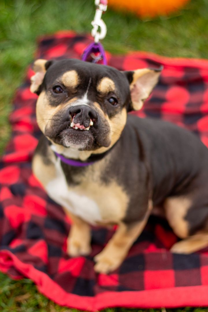 Petfinder French Bulldog The Y Guide