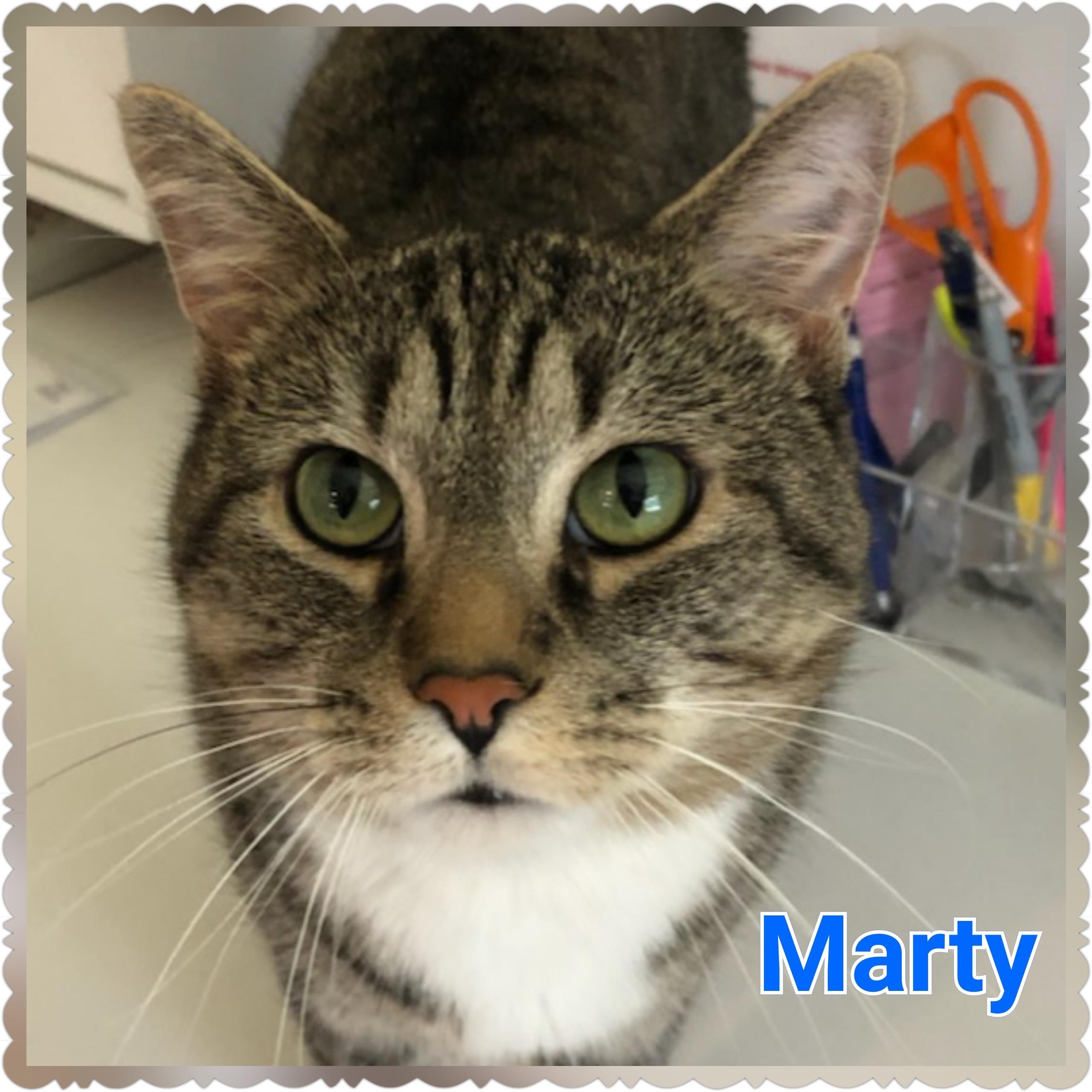 Cat For Adoption Marty A Domestic Short Hair In North Saint Paul Mn Petfinder