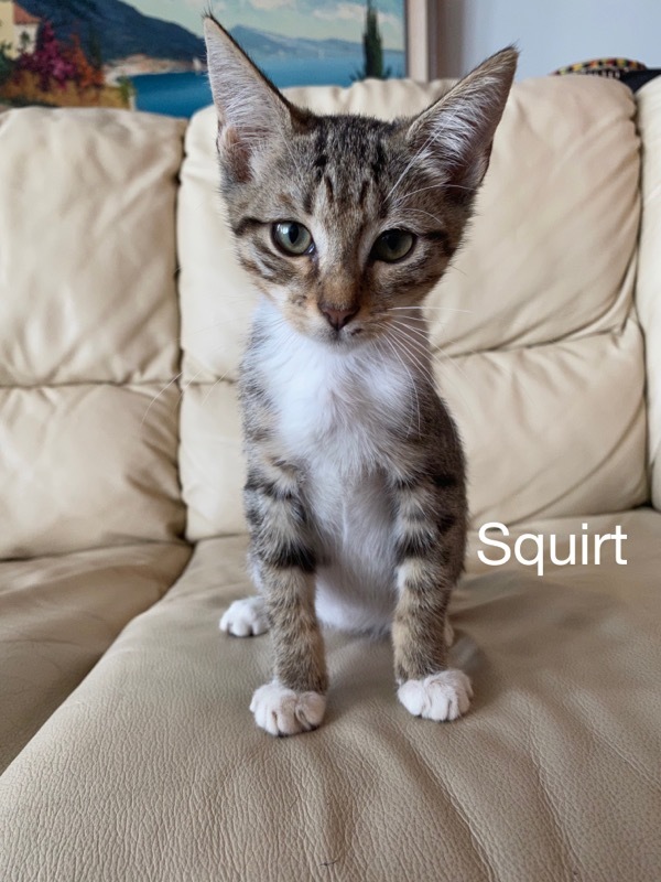 Squirt 1