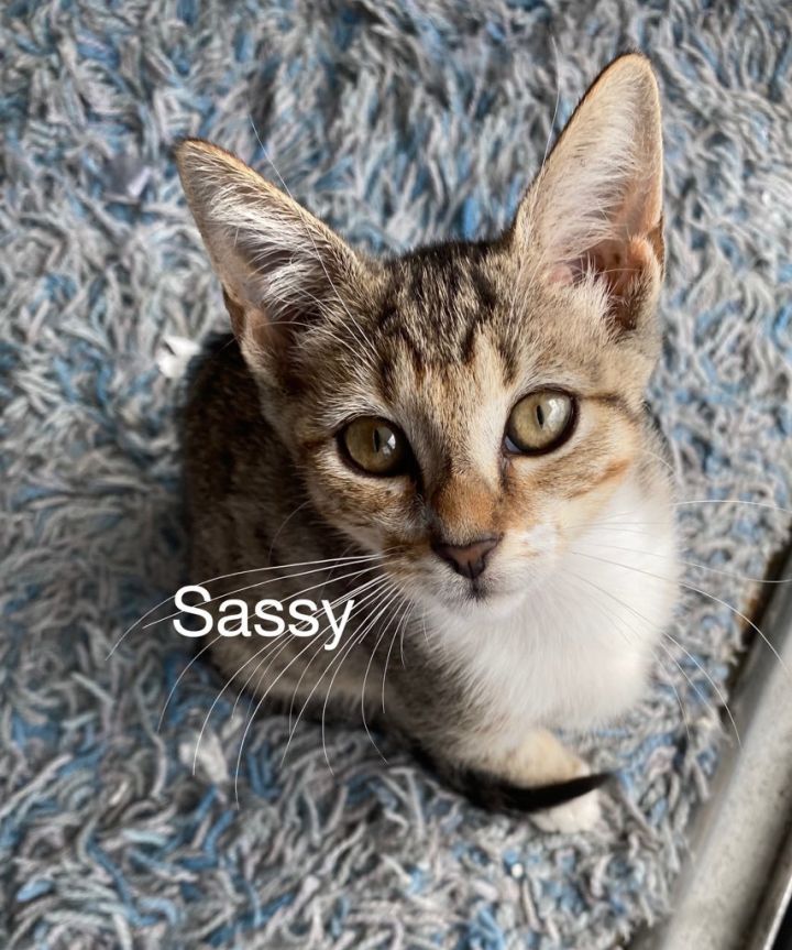 Sassy 1