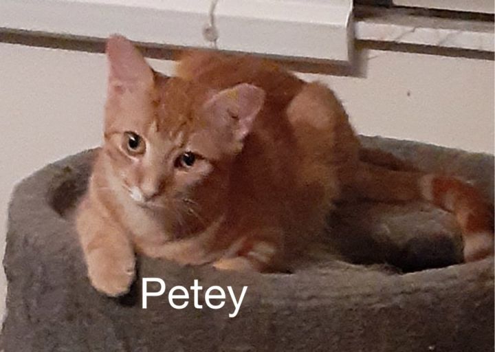 Petey, an adopted Domestic Short Hair & Tabby Mix in Miami, FL_image-1
