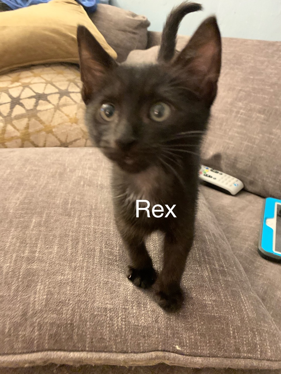 Rex detail page