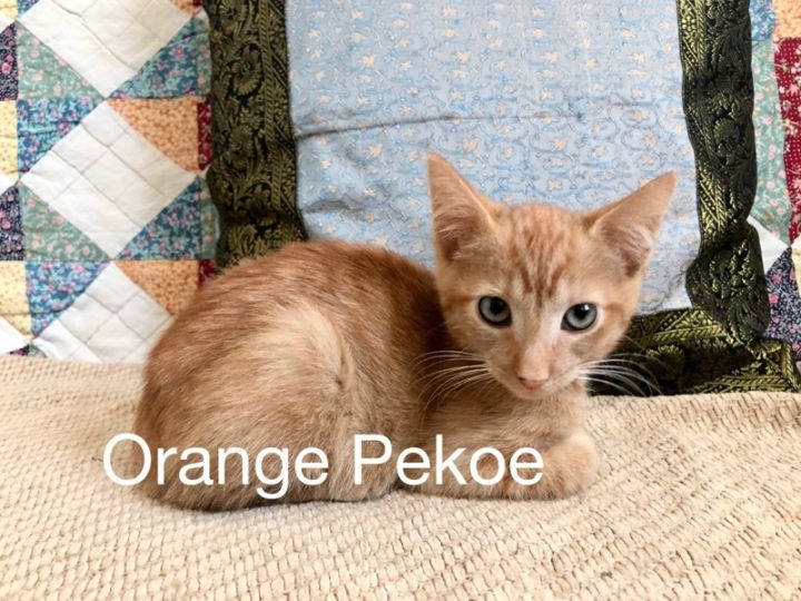 Orange  pekoe 1
