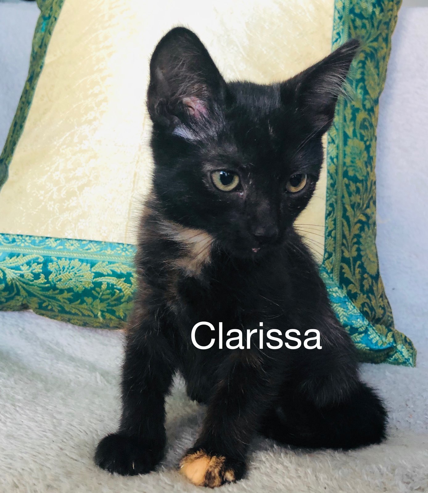 Clarissa detail page