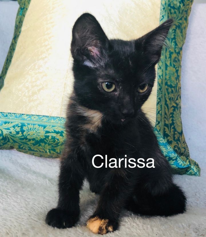 Clarissa 1