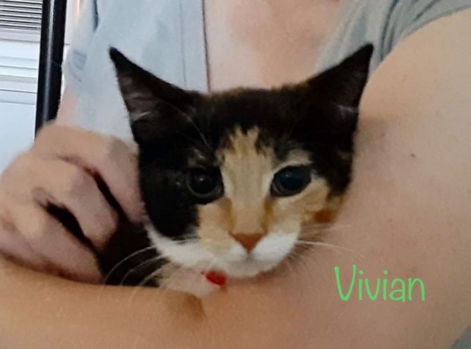 Vivian