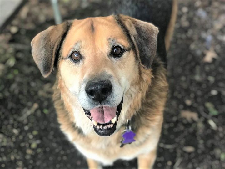 Dog for adoption - Buddy, a Great Pyrenees & Rottweiler Mix in Crystal, MN  | Petfinder