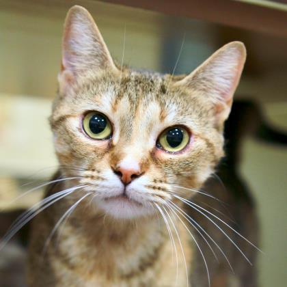 Cat For Adoption Gypsy A Domestic Short Hair In Atlanta Ga Petfinder