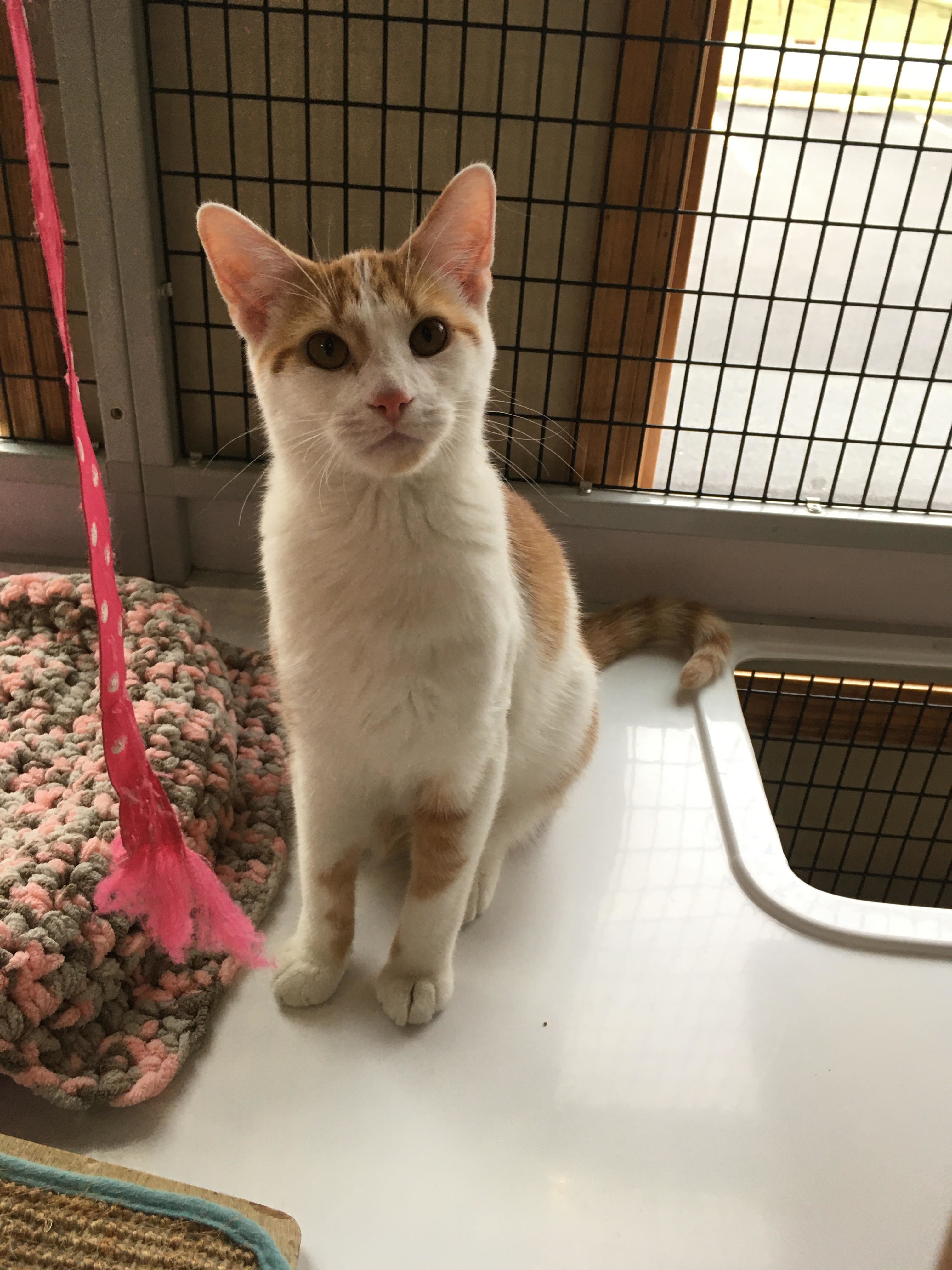 Cat for adoption - Chase, a Domestic Short Hair in Monticello, IL