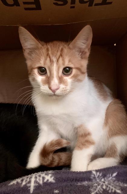 Hunk, an adoptable Domestic Short Hair in Berlin, MD, 21811 | Photo Image 2