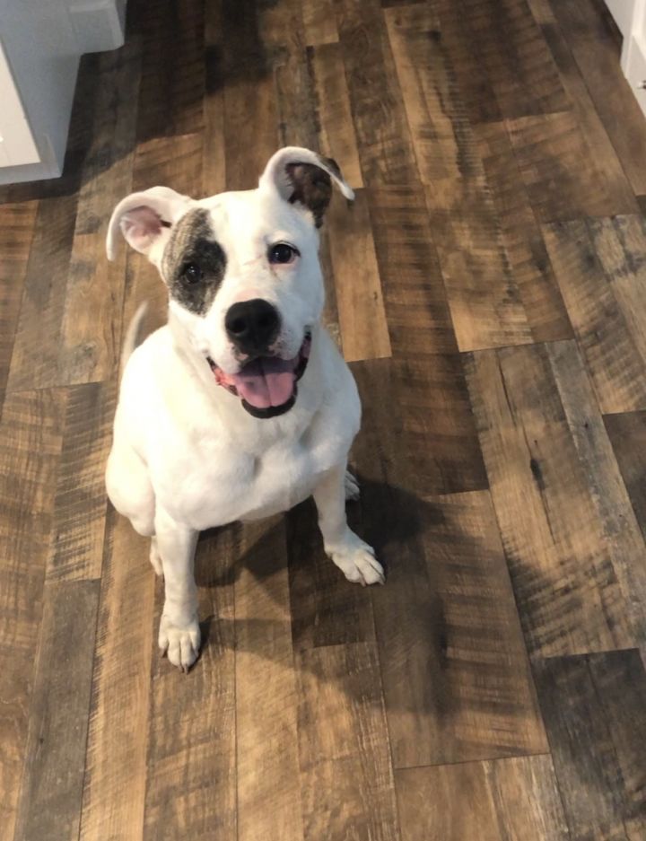 bull terrier jack russell mix puppies